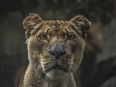 Simmering NBR 40×62×7